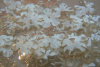 /album/fotogaleria-flitre-biele/p1200387-jpg/